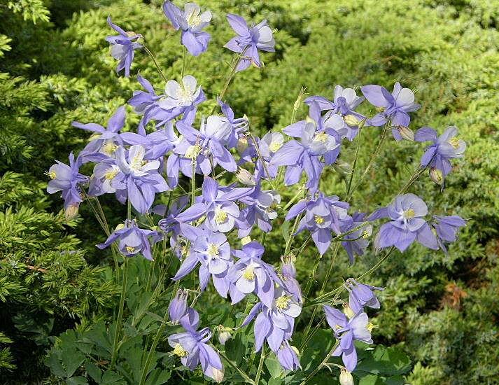 Aquilegia nugorensis (=A.bernardii ) / Aqilegia del nuorese